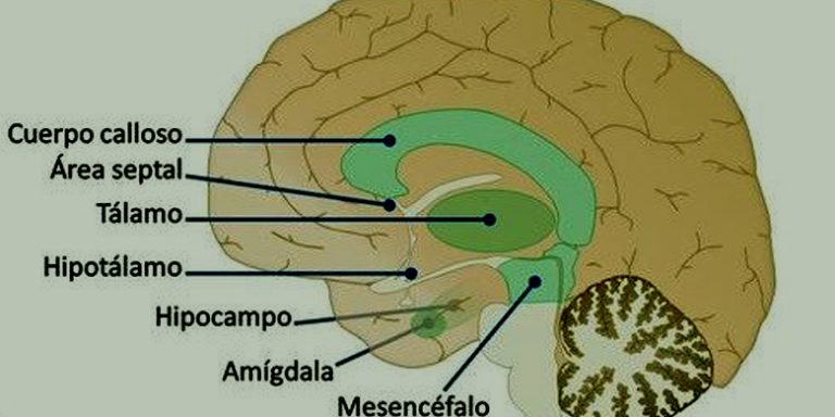 ¿Qué es el sistema límbico?